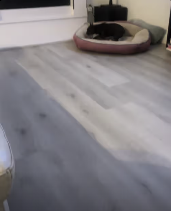 Frenchie Yoda - I have a little bit of race dog in my DNA ???